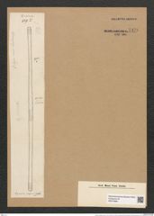 Ardissonia fulgens (Grev.?) Grun. (de-Toni-Nr.: Genus 68, Species 2676) Zeichnungen Sammlung Grunow Nr. 5470 (NHMW-BOT-W0373896)